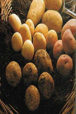 Potatoes - all about